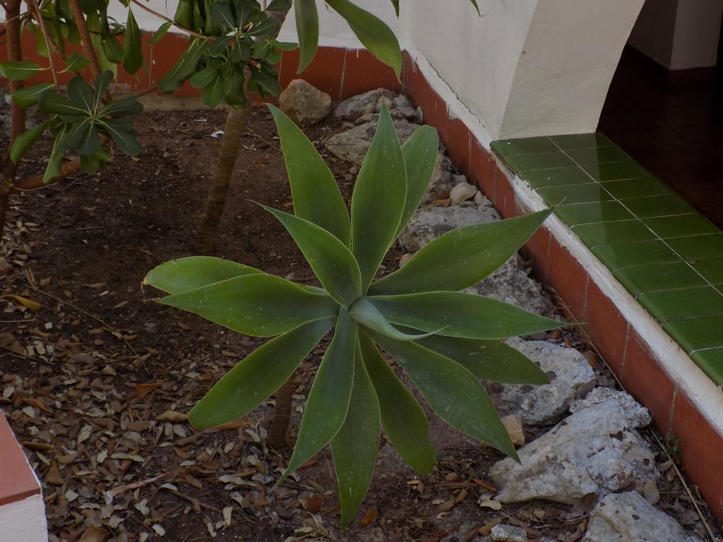 קאלה גלדנה Apartamentos Encanto Del Mar מראה חיצוני תמונה